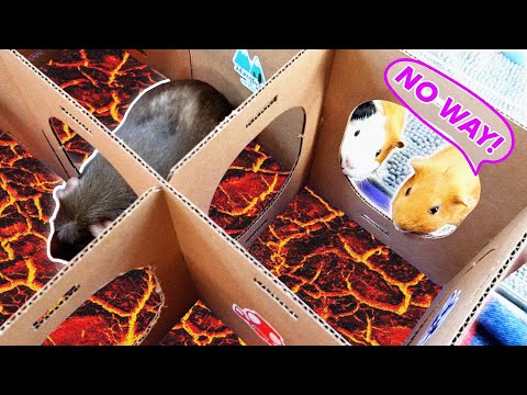 Video: Houden cavia's van doolhoven?