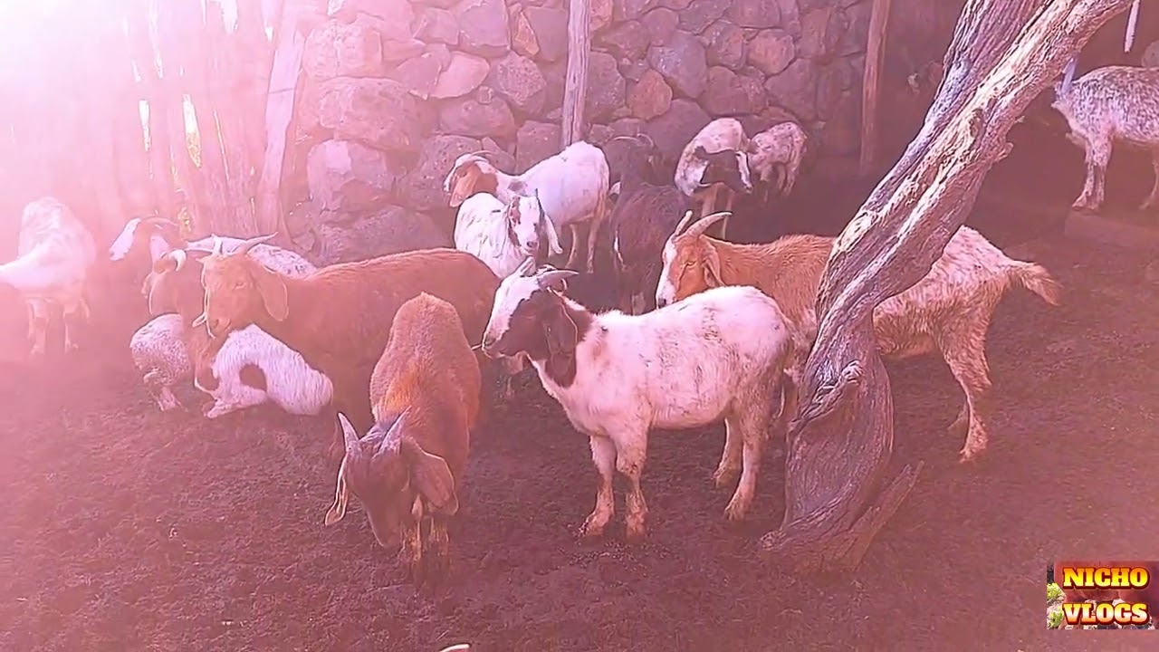 MUY BUENA POTRANCA Y BUENOS CHIVOS EN ESTE RANCHO,BARATOS LOS ANIMALES.