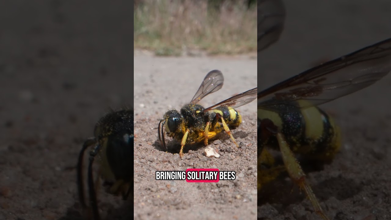 Found some solitary wasps so I set up the probe lens and filmed 