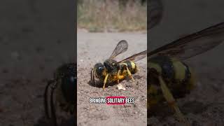 Found some solitary wasps so I set up the probe lens and filmed #insect #wildlifefilmmaking #macro