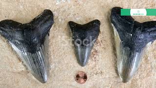 10 Jaw Dropping Facts About the Megalodon!