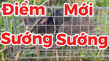 37/ Bẫy Chuột Cống Nhum Chia Sẻ Cách Đặt Đường Mòn Hiệu Quả@Đờisốngmiềntây-i9l 