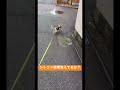 シトリン帰り道覚えてるか検証 #キャバリアキングチャールズスパニエル