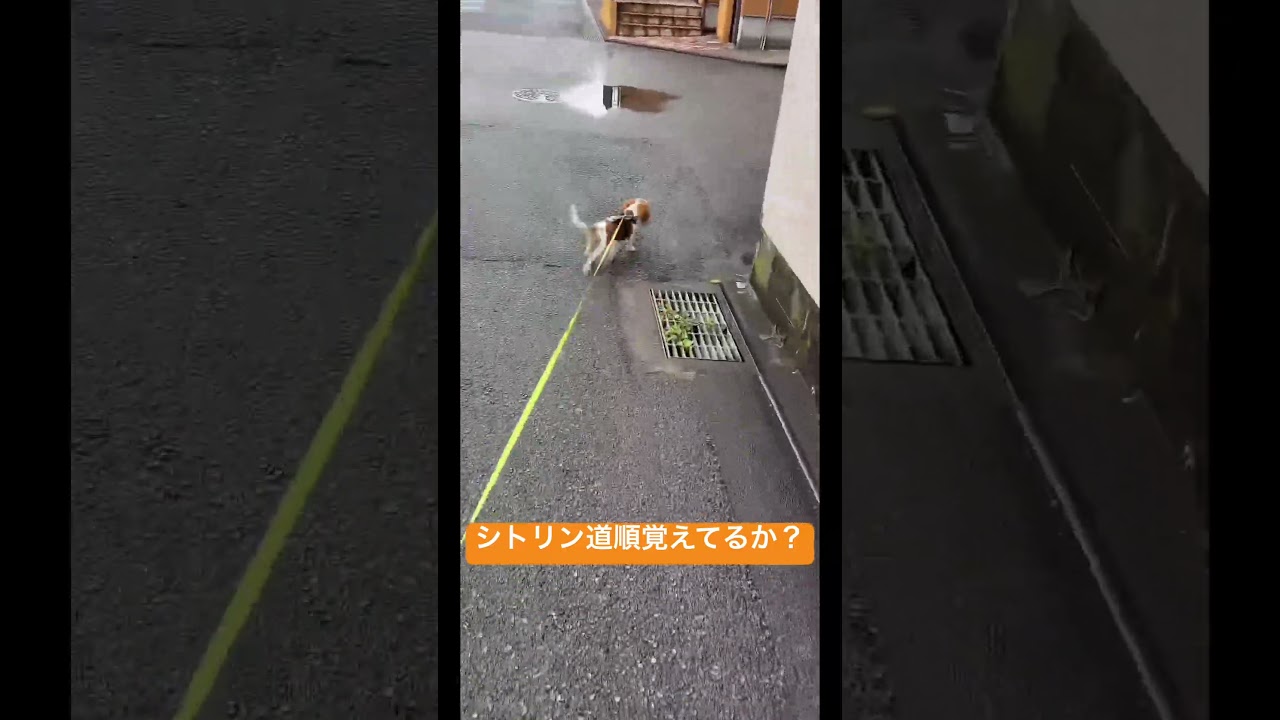 シトリン帰り道覚えてるか検証 #キャバリアキングチャールズスパニエル