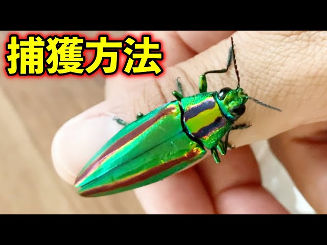 国産の宝石虫！ヤマトタマムシは意外な方法で捕獲します。【昆虫採集
