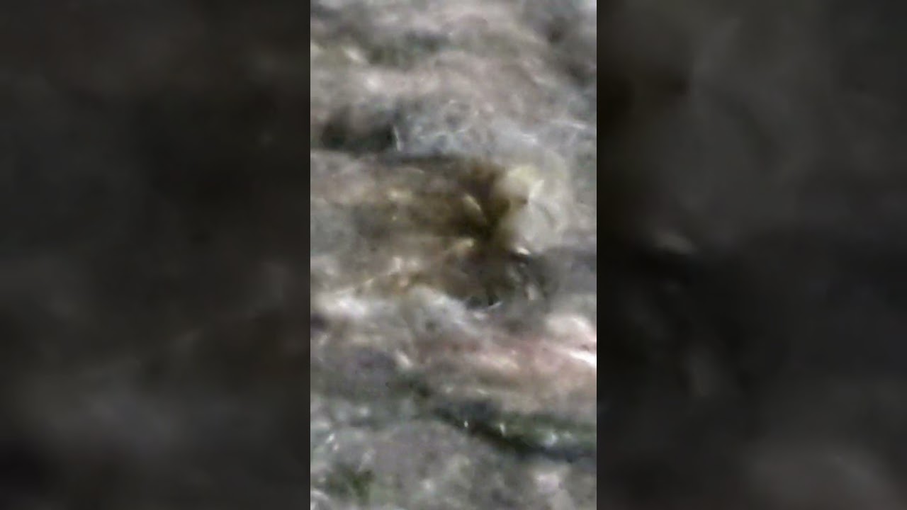 Скосарь малый чёрныйДолгоносикиОни едят зерна, рисовые орехи, бобы, зерна, кукурузу и так далее.