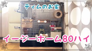 〘チンチラ 〙ティムさんのお家イージーホーム80ハイルームツアー！