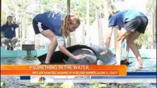 Record number of manatees washing up along Fla. coast
