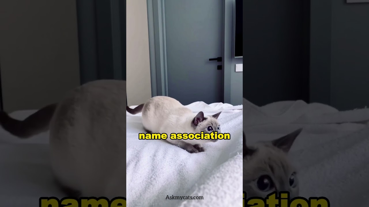 3 tricks to bond with your cat. #cat