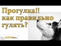 Прогулка с собакой  Правильная! Какие есть варианты   и как правильно гулять