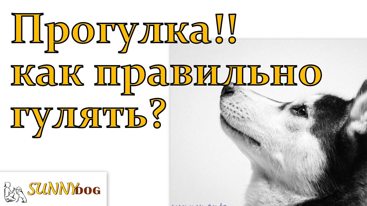 Как правильно погулять. Гуляем правильно. Как правильно гулять с собакой. Как правильно гулять. Как правильно прогуливаться.