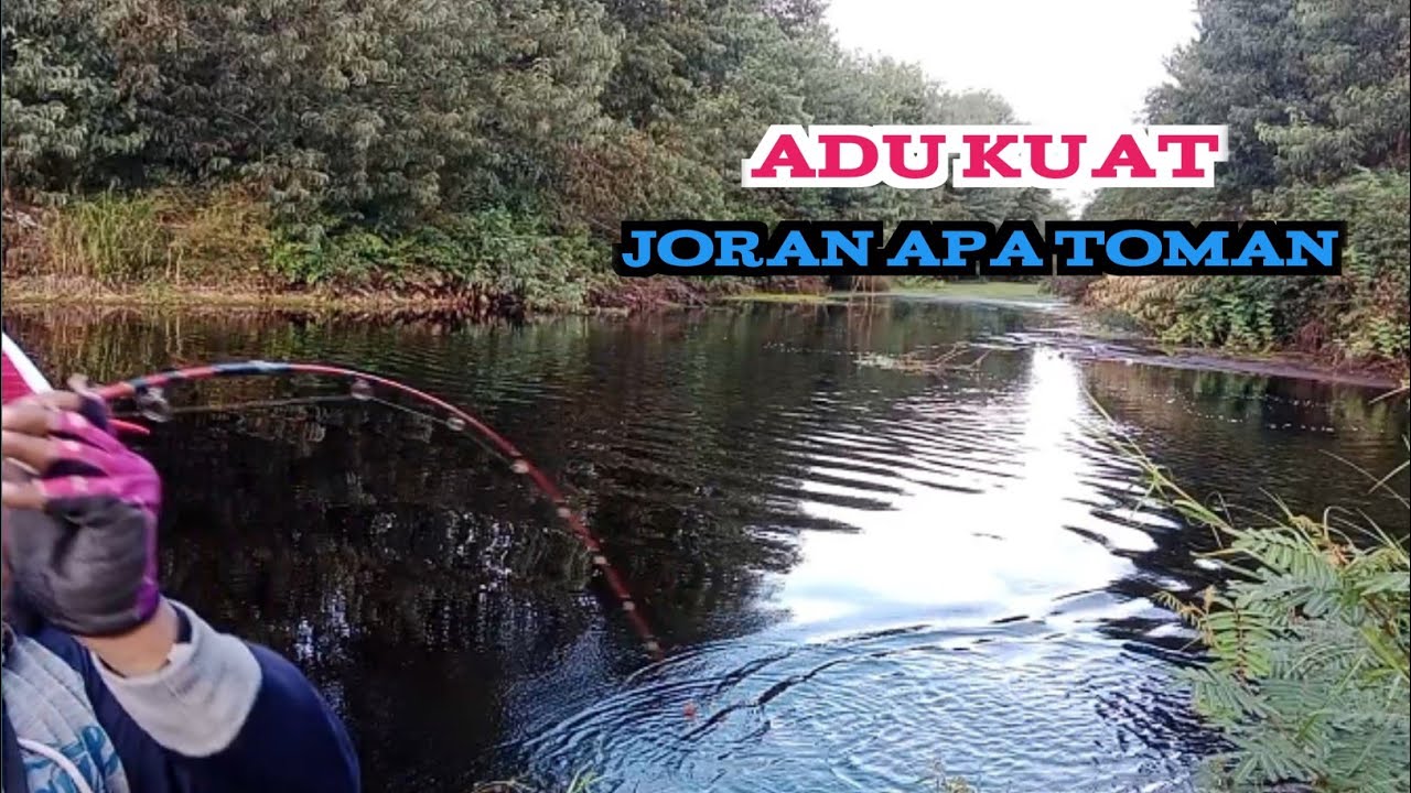 LUTUT SAMPAI GEMETAR..!!? MANCING TOMAN MONSTER DIKANAL AIR HITAM