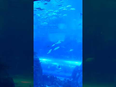 Dubai mall | under water aquarium | flyingbeazt320 #dubailife