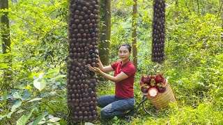 How to harvest RED mangosteen and sell it at the market  Harvesting and cooking