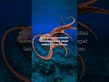 GURITA PART 2. #octopus #tahukahkamu #faktaunik #fypindonesia #trending #shorts #facts #reels