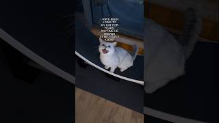 The Sweetest Little Meow