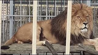 ❤️Лев Тигран ❤️ Всем большой привет! #animals #lions #левТигран #животные