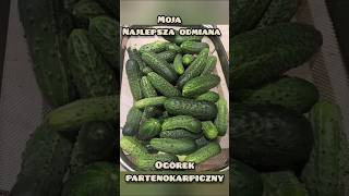 Najlepsza odmiana ogórka! Pewniak 🤩 Ogórek Partner - ogórek partenokarpiczny - jaka to różnica?