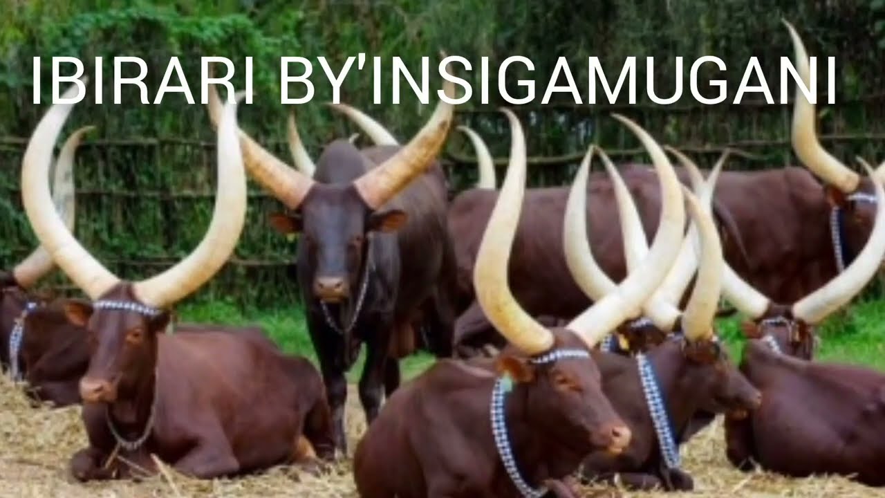 1.IBIJYA GUCIKA INKUNGU IBIJYA IMBERE/ 2 .KIMENYI WE ATI '' GENDA SHASHI NKUMENYE NSHAJE ''#duet