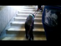 Service dog in training: exiting the subway Service dog in training: exiting the subway
