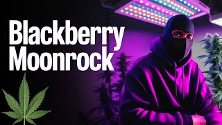 BlackBerry MoonRock| Grow Update | Vegi Woche 8 | GreenHouse Feeding Reupload aus 2024