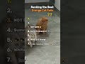 Ranking the Funniest Orange Cat Fails😹