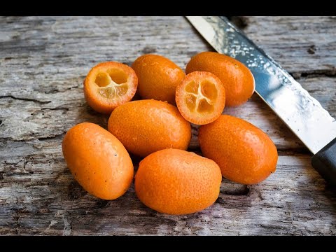 Video: Come Coltivare Un Kumquat A Casa?