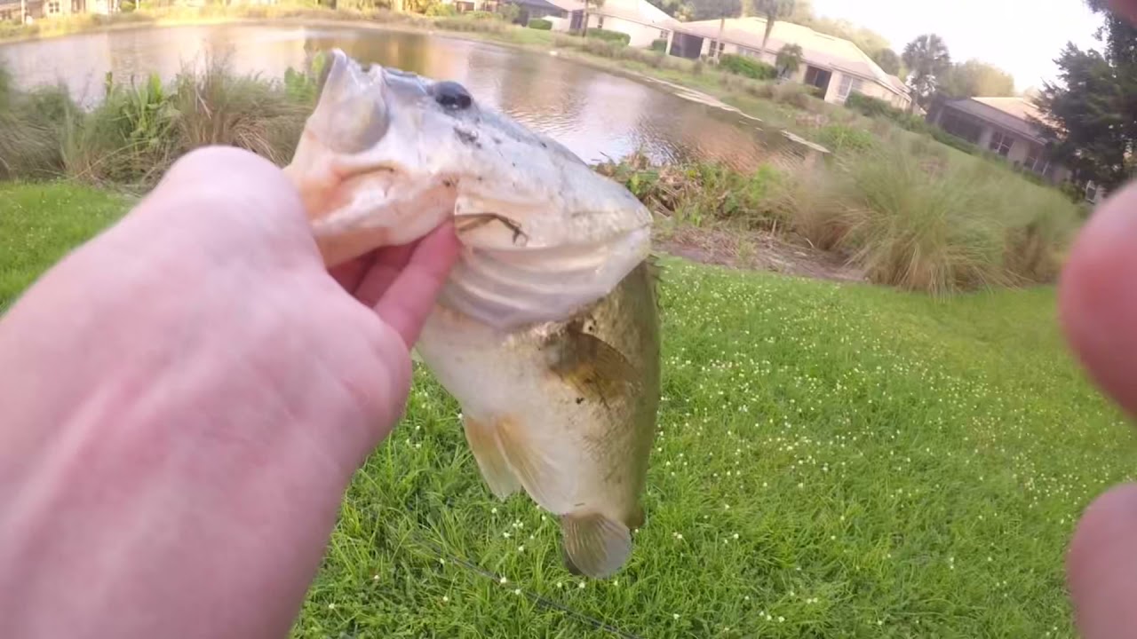Insane topwater blowups(Big bass)