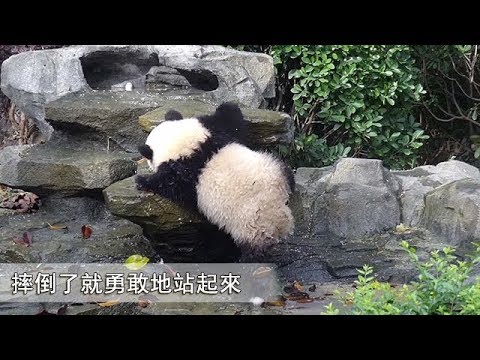 摔倒了，站起來就好！ | iPanda
