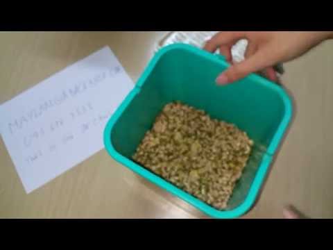 Video Sự thực về tính hiệu quả của thiết bị làm giá đỗ rau... - YouTube