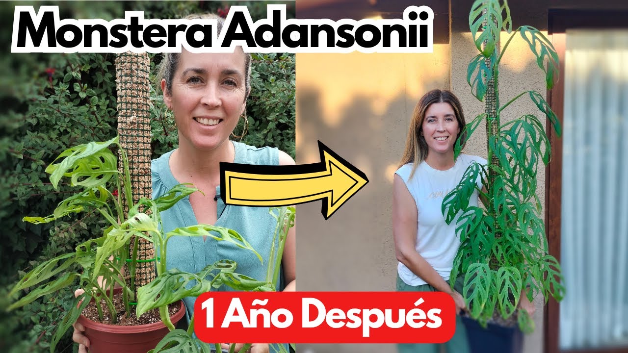 CONSEJOS CLAVES ✅ para que tu MONSTERA ADANSONII crezca SALUDABLE