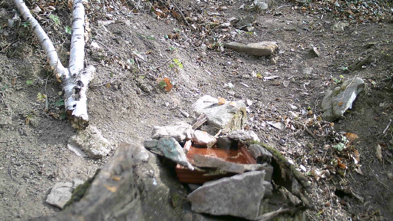 Pettirosso & Favonio