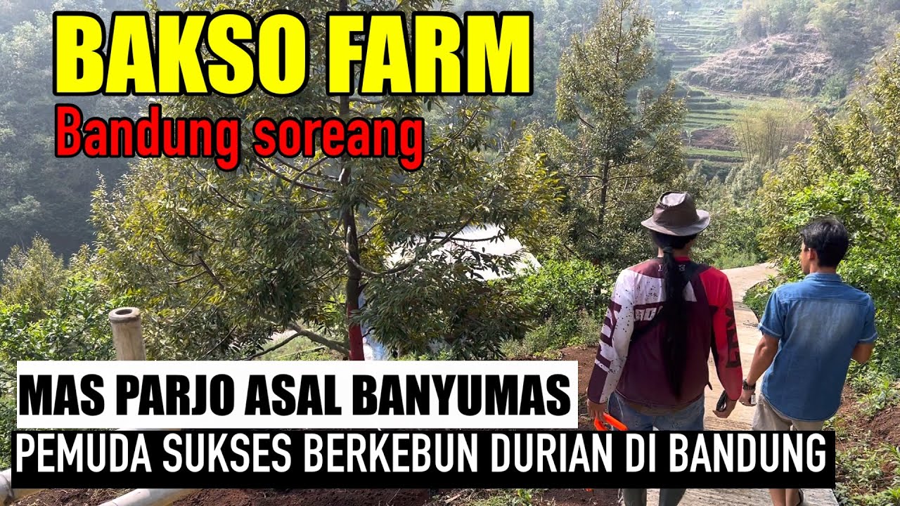 KEBUN DURIAN TERBESAR DI BANDUNG  full MUSANGKING DAN OCHE