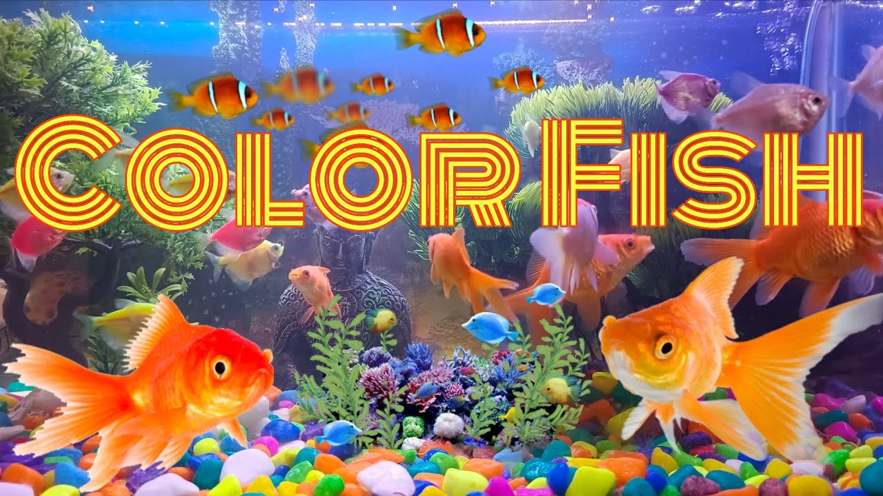 Color fish 🐠