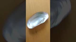 Another 100% Natural Rattleback - Duck Mussel Shell