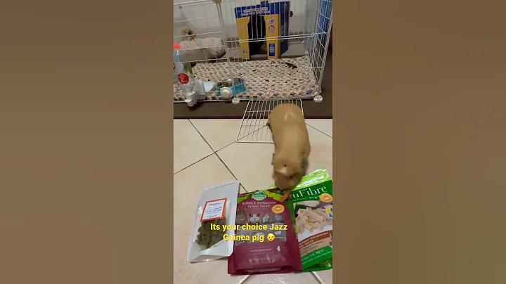 Jazz Guinea pig Made a Choice @TheFilipinaKare...