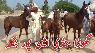 Horse Mandi Aminpur Bangla 2023