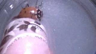 ladybug.avi