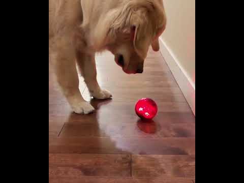 Pet Qwerks Blinky Babble Balls