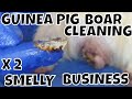 Two Guinea Pig Boy Cleaning Smelly Business at LAGPR