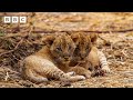 Tiny lion cubs vs giant elephant feet! | Kingdom – BBC