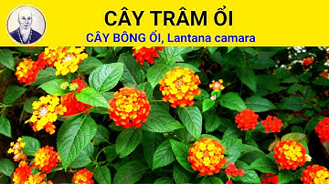 Cây Trâm ổi có tác dụng chữa trị bệnh gì? | Lantana camara L