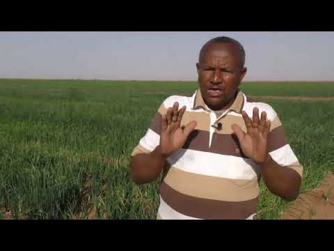 برنامج سنابل زراعة البصل بالالة