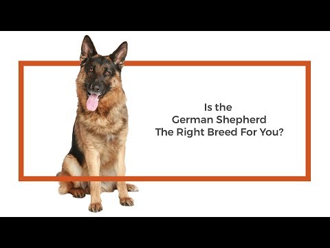 learn-all-about-the-german-shepherd-and-why-they-could-be-your-perfect-pet!