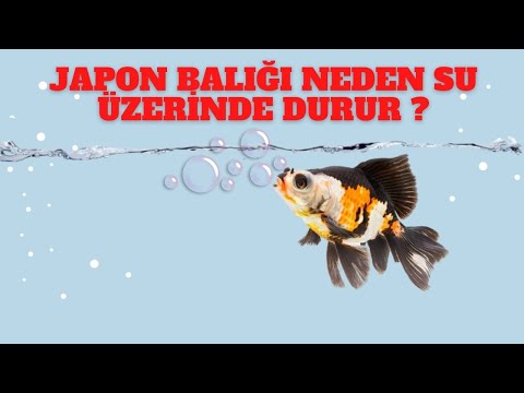 Japon Balığı Neden Su Üzerinde Durur? (Japon Balığı Hastalıkları Bölüm1)