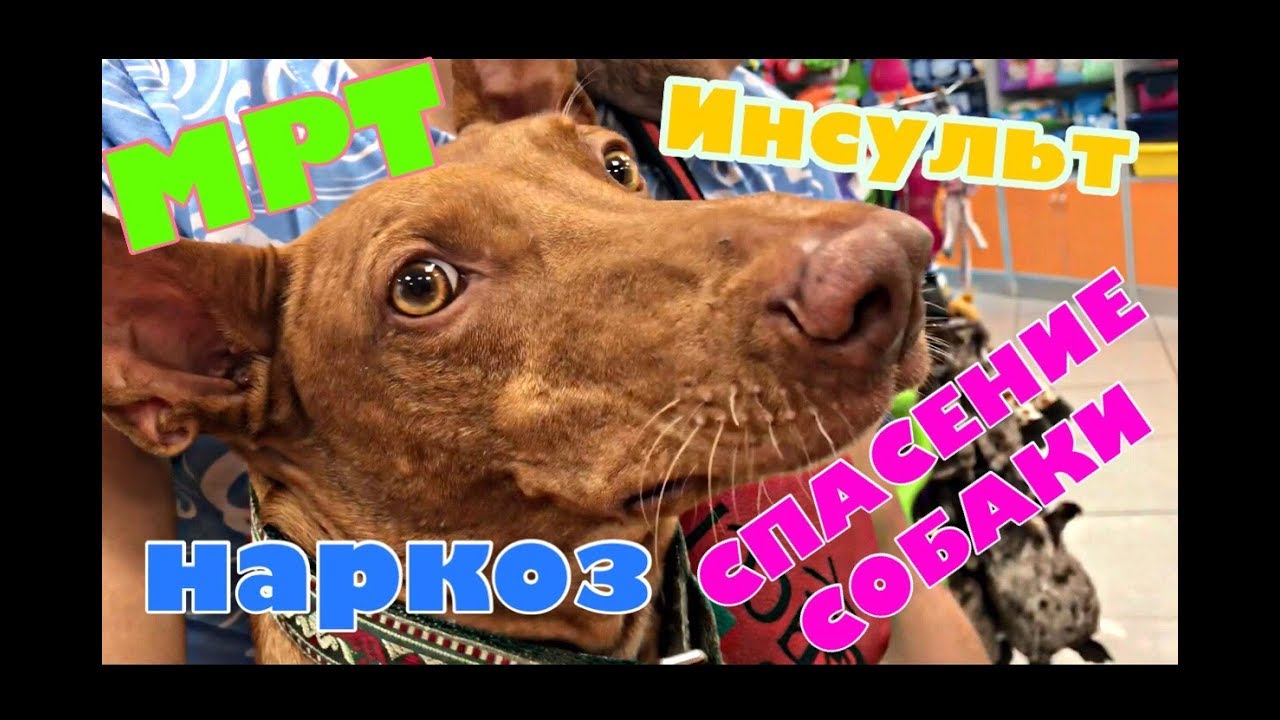 СПАСЕНИЕ СОБАКИ. НАРКОЗ, МРТ. МИКРО ИНСУЛЬТ.