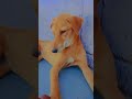 #coversong #song #cover #music #love #barkingbliss #covermusic #streetdog #simmba