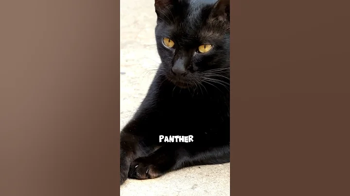 Video 7505331: bombay cat facts, cats dogs