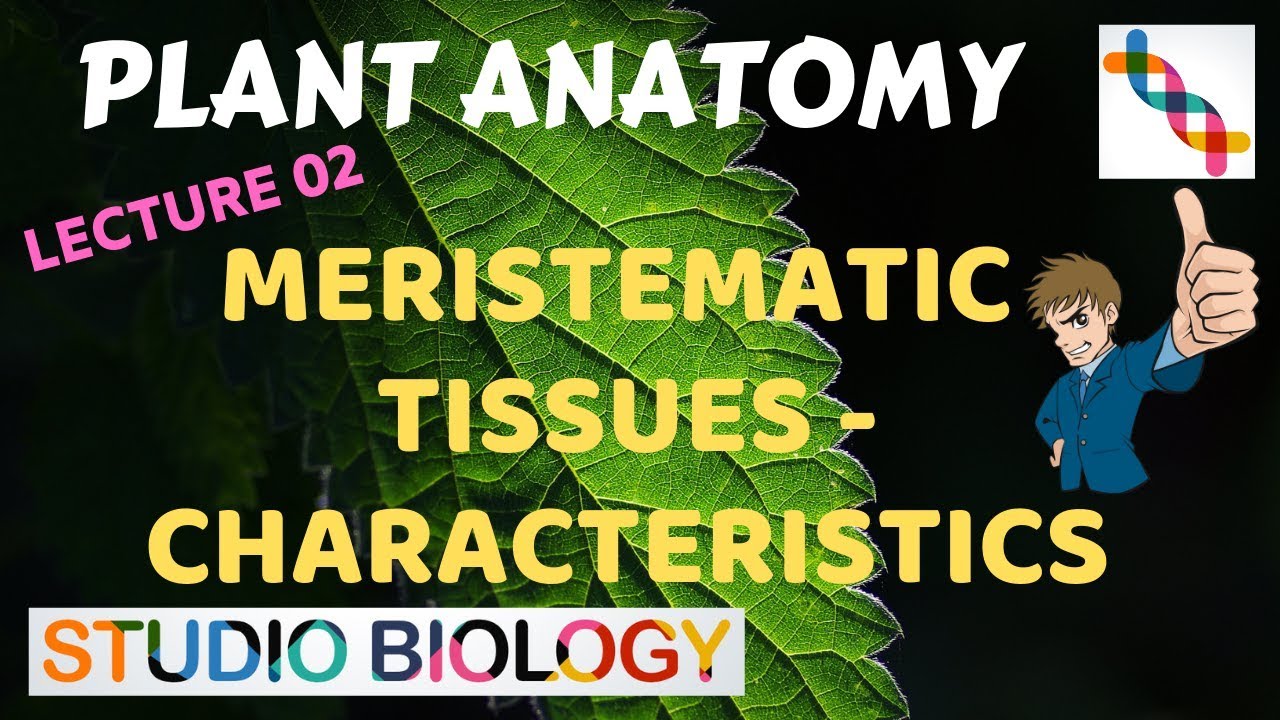 Plant Anatomy 02 - Meristematic Tissues – Characteristics - YouTube