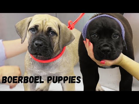 Vídeo: Boerboel